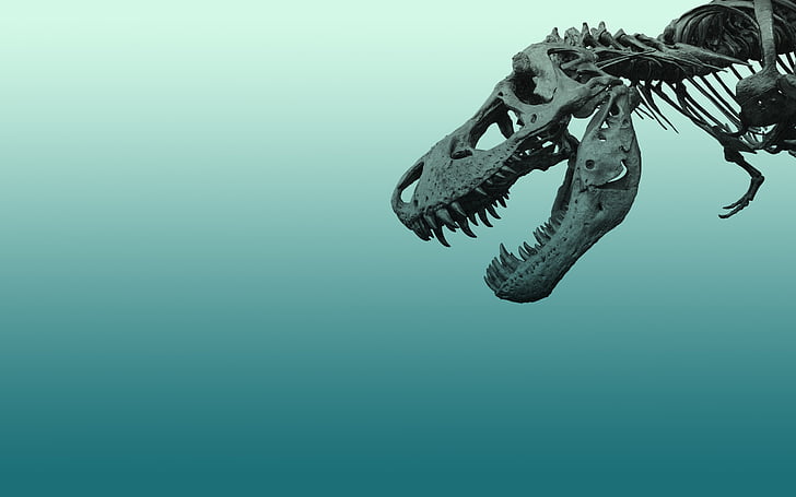 dinossauro, esqueleto, HD papel de parede