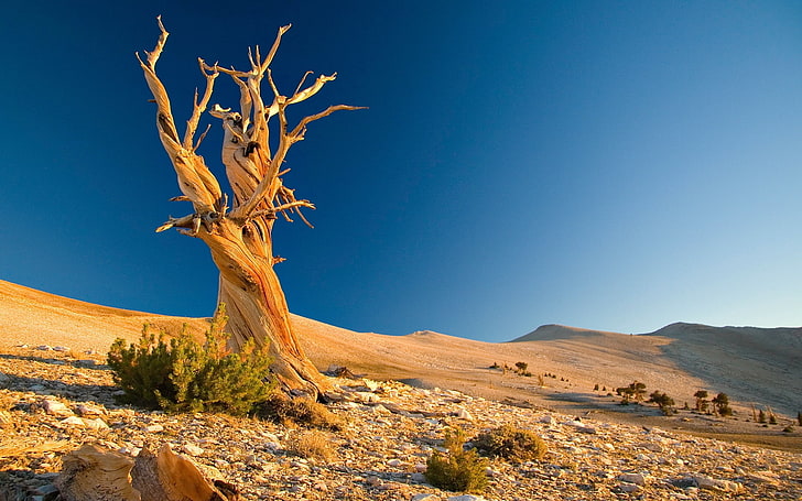 árvore murcha marrom, árvore, morto, deserto, ramos, texturas, pedras, arbustos, areia, HD papel de parede