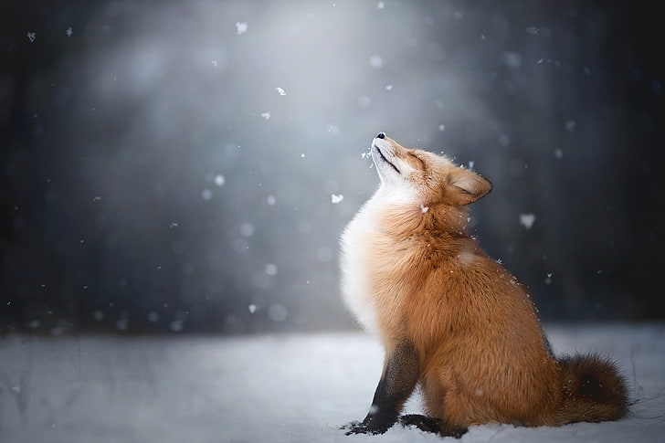 червена лисица, лисица, животни, сняг, HD тапет
