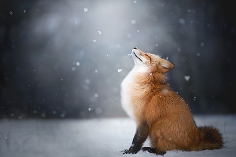 рыжая лиса, лиса, животные, снег, HD обои HD wallpaper