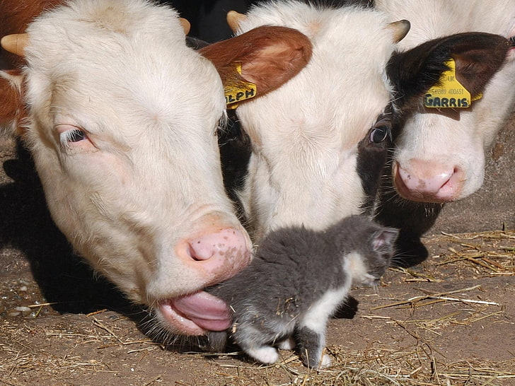 three white cows and one gray kitten, barn, funny, cow, kitten, HD wallpaper
