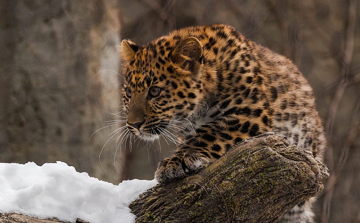 predator, leopard, cub, wild cat, zoo, far East, Amur, HD wallpaper