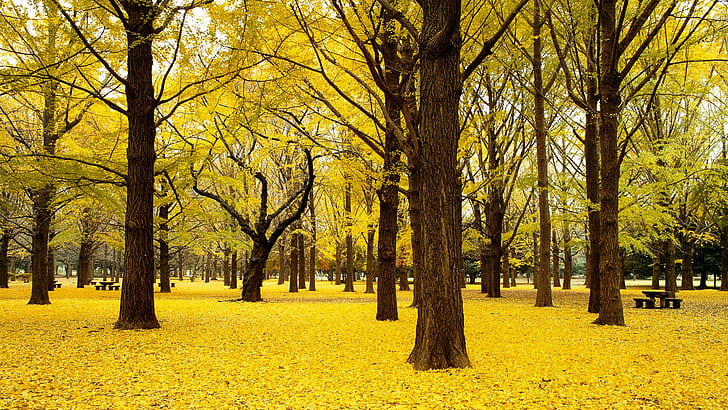 trees, fall, autumn, japan, Ginkgo, 4k pics, ultra hd, HD wallpaper