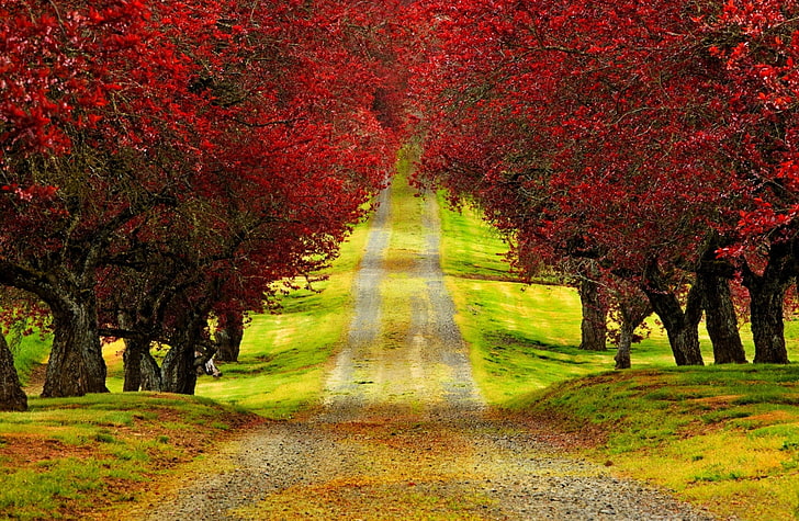 紅葉の木道のHDの壁紙、緑の木々のイラスト、自然、風景、美しい、風景、木、土地、道路、紅葉、 HDデスクトップの壁紙