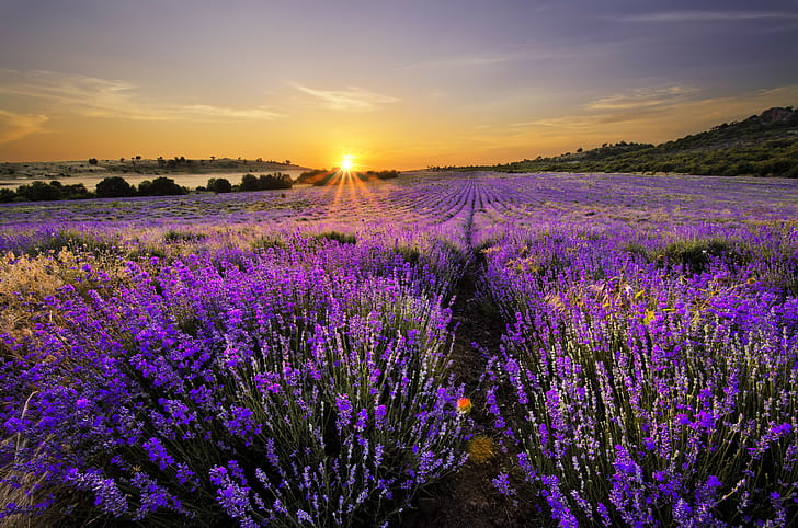 Lavendel fält, natur, landskap, lavendel fält, blomning, HD tapet