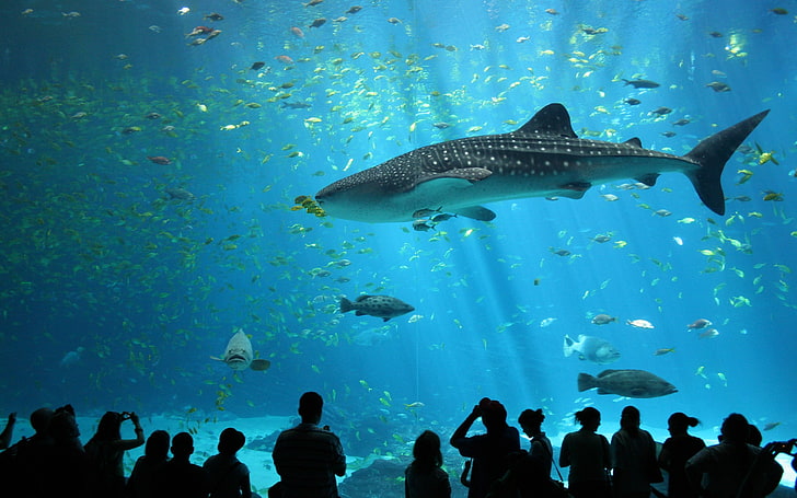 китова акула, животни, дива природа, природа, море, риба, китова акула, акула, аквариум, HD тапет
