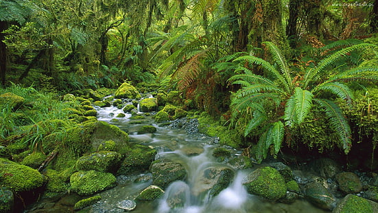 열대 녹색 Hd 벽지 정글 흐름 두꺼운 녹색 식물, 이끼로 고사리 녹색 돌 2560 × 1440, HD 배경 화면 HD wallpaper