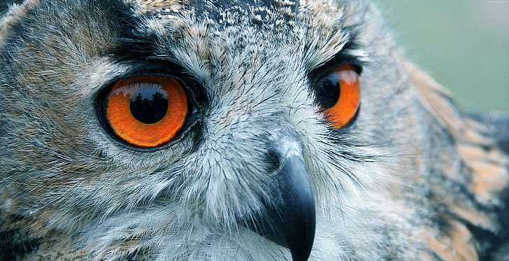 eyes, look, Owl, macro, HD wallpaper