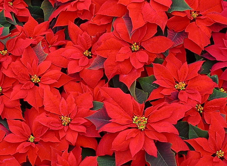 red artificial flowers, poinsettia, flowers, red, lot, HD wallpaper