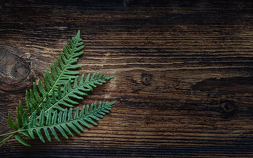 fern, plant backgrounds, leaves, download 3840x2400 fern, 4k pics, HD wallpaper HD wallpaper