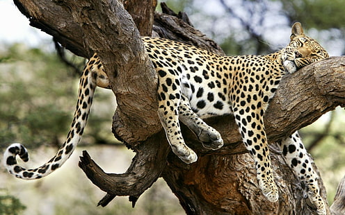Leopard, Leopard (Tier), HD-Hintergrundbild HD wallpaper