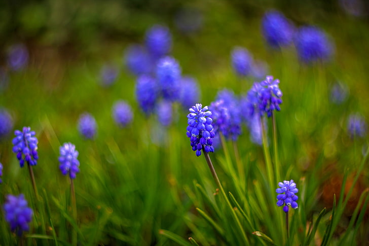 macro, flowers, blur, blue, Muscari, HD wallpaper