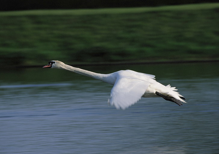 white swan, swan, flying, water, HD wallpaper