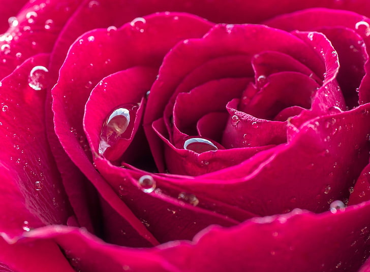 Hermosa rosa roja HD fondos de pantalla descarga gratuita | Wallpaperbetter