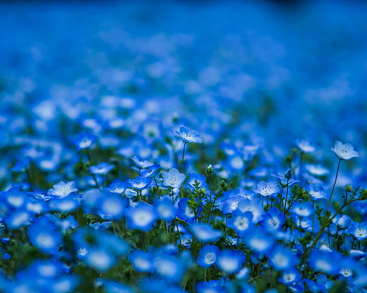 поле с голубыми лепестками, цветы, лепестки, размытость, синий, немофила, HD обои