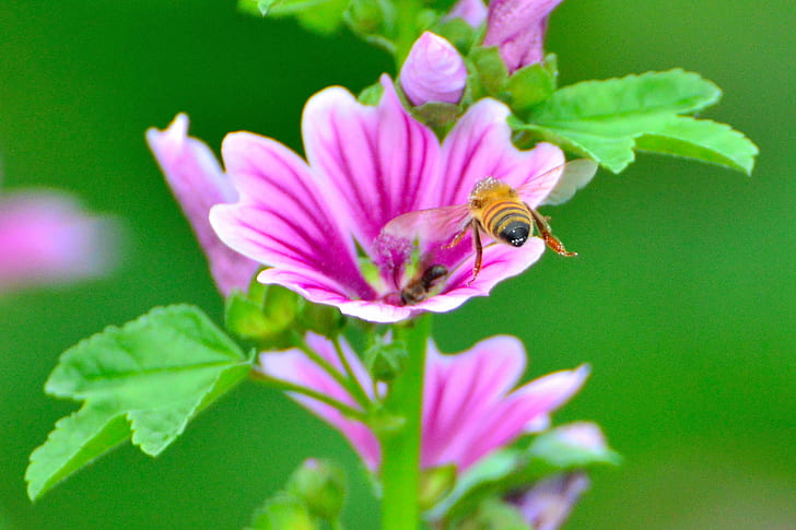 close up photography of honeybee on purple petaled flower, mallow, honeybee, mallow, Honeybee, Common Mallow, close up photography, purple, Japan, Rainy-Season, 梅雨, Yokohama, Aoba-ku, Cho, Plant, 植物, Flower, 花, Common-Mallow, High, Blue-Mallow, Nature, 自然, Animal, Animals, Insect, ハチ, 蜂, Honey-Bee, bee, pollination, pollen, summer, honey, close-up, HD wallpaper