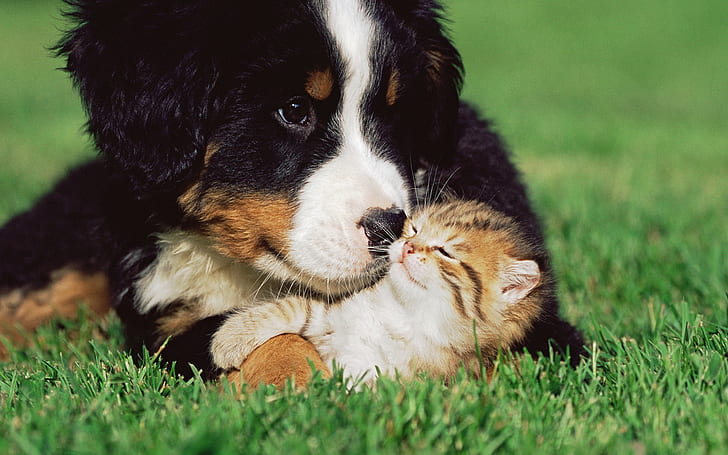 Dog to take care of a small cat, Dog, Care, Small, Cat, HD wallpaper