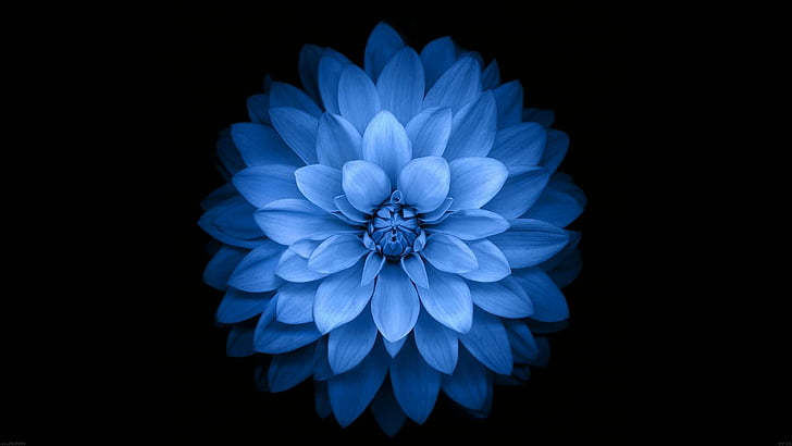 Цветы, георгин, синий цветок, крупный план, цветок, HD обои
