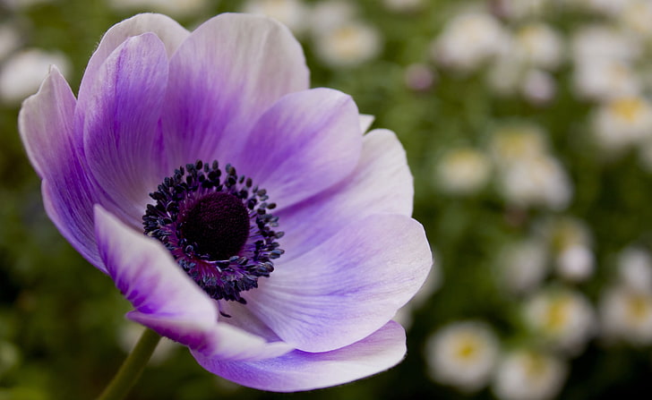 Purple Anemone Flowers Hd Wallpapers Free Download Wallpaperbetter