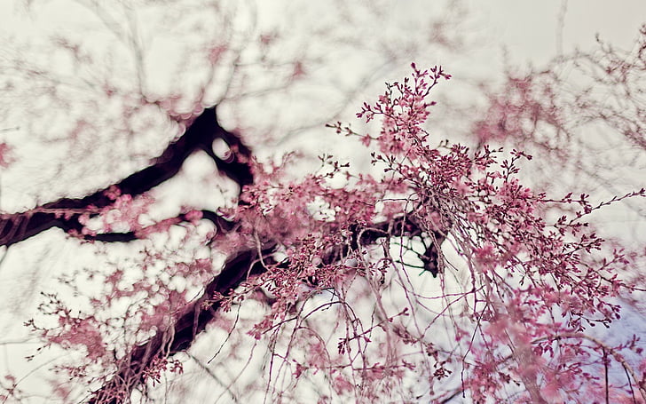 ความลึกฟิลด์ดอกไม้ดอกไม้ธรรมชาติสีชมพูต้นไม้, วอลล์เปเปอร์ HD
