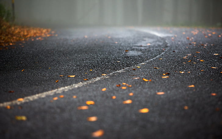 jalan, jalan, jatuh, daun jatuh, aspal, Wallpaper HD
