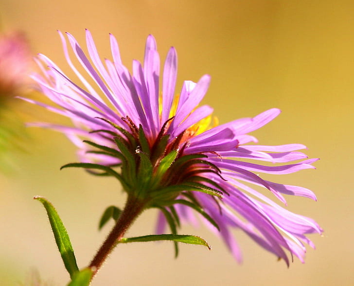 close-up photo of purple petaled flower, Light, close-up, photo, purple, flower, Lida, crop, New England Aster, Michaelmas Daisy, wildflower, excellence, Top, f25, nature, plant, summer, petal, pink Color, HD wallpaper