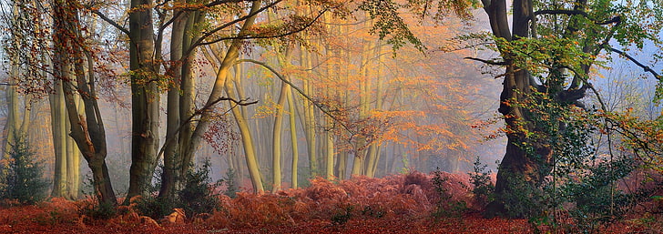 зелени lkeafed дървета, мъгла, гора, есен, дървета, слънчеви лъчи, сутрин, храсти, панорами, природа, пейзаж, HD тапет
