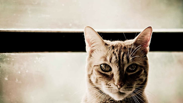 gato, HD papel de parede