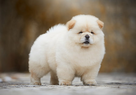 bianco, sfondo, cane, leggero, soffice, neonato, museruola, cucciolo, spighe, Chow, palla, Sfondo HD HD wallpaper