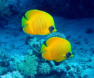 two yellow marine angelfish, fish, underwater world, underwater, ocean, fishes, tropical, reef, coral, coral reef, HD wallpaper HD wallpaper