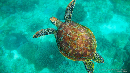 Морская черепаха, Морской заповедник острова Апо, Филиппины, Ocean Life, HD обои HD wallpaper