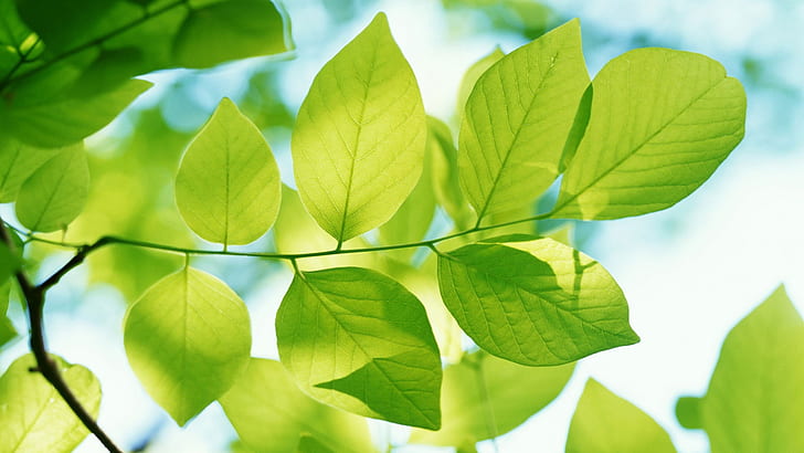 Grüne Blätter des Frühlings, Grün, Blätter, Frühling, HD-Hintergrundbild