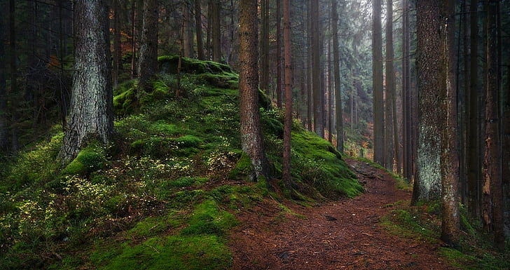 ธรรมชาติภูมิทัศน์มืดป่าเส้นทางหญ้าต้นไม้แสงบรรยากาศเยอรมนี, วอลล์เปเปอร์ HD