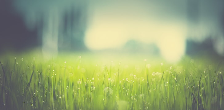 grüne und gelbe abstrakte Malerei, Gras, HD-Hintergrundbild