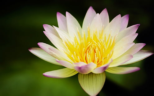 Blomma, lotus, gulvit, näckros, blomma, lotus, gul, vit, vatten, lilja, HD tapet HD wallpaper