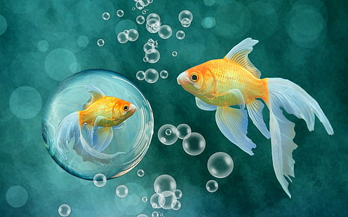 Золотая рыбка, пузыри, Золотая рыбка, пузыри, HD обои HD wallpaper