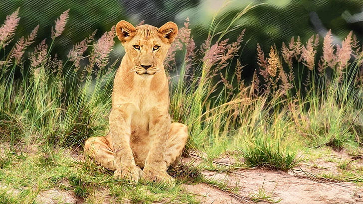 Carta da parati del leone maschio 4k Ultra Hd dell'animale selvaggio giovane per la compressa del computer portatile desktop e i telefoni cellulari 3840 × 2160, Sfondo HD