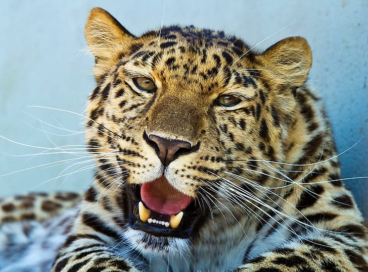 *** Purring Leopard ***, leopard photo, purring, leopard, animals, animal, HD wallpaper