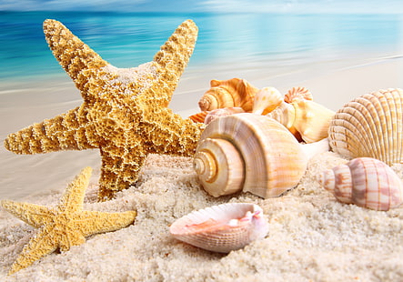 نجم البحر الأصفر والمحار ، الرمال ، البحر ، الشاطئ ، الطبيعة ، الصدف ، نجم البحر، خلفية HD HD wallpaper