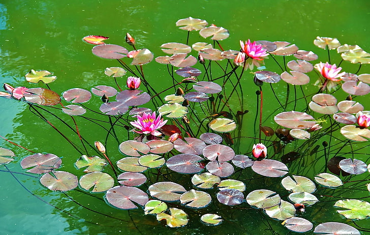 fleurs de lotus roses, nénuphars, eau, herbes, feuilles, étang, Fond d'écran HD