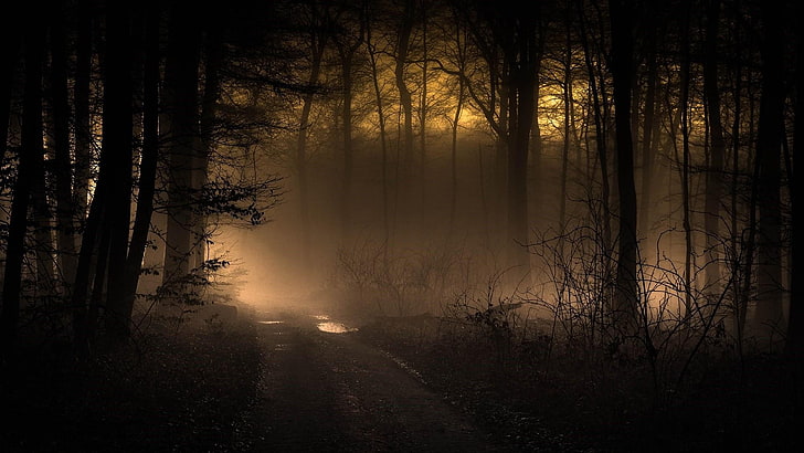 sunlight, pathway, mystic, twilight, foggy, misty, silhouette, fog, phenomenon, sunrise, nature, path, dawn, mist, tree, darkness, woodland, atmosphere, forest, HD wallpaper