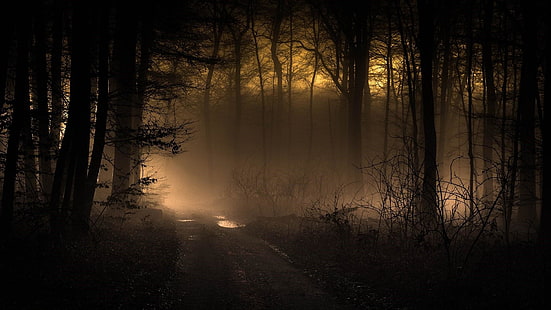 sunlight, pathway, mystic, twilight, foggy, misty, silhouette, fog, phenomenon, sunrise, nature, path, dawn, mist, tree, darkness, woodland, atmosphere, forest, HD wallpaper HD wallpaper