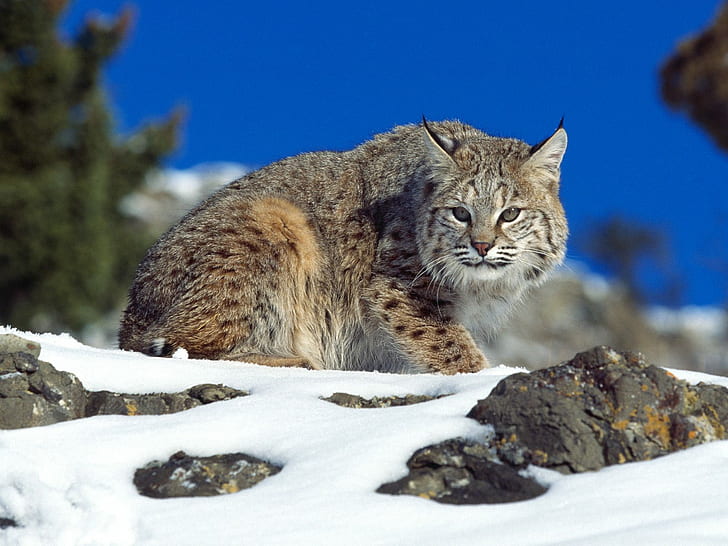 Cold Stare Bobcat, srebrno-brązowy kot, zimny, gapienie się, ryś rudy, Tapety HD