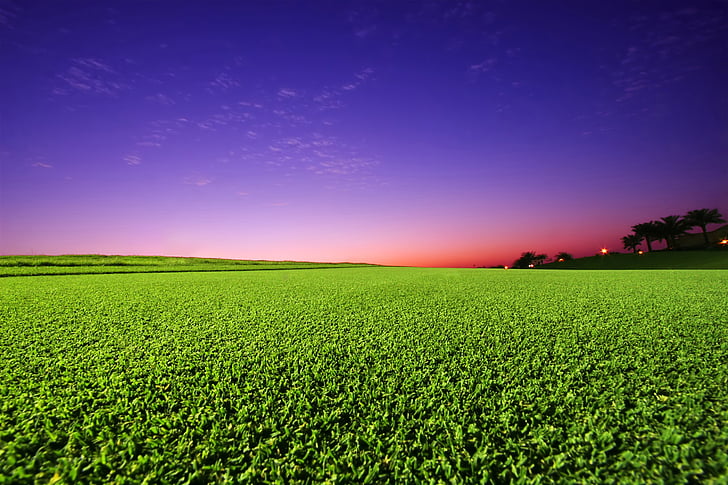 поле за реколта под снимка на лилаво и червено небе, голф игрище, зелена трева, залез, HD, HD тапет
