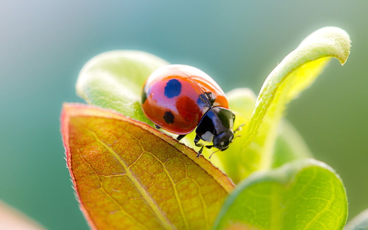 red seven-spotted ladybird, ladybird, grass, leaves, dry, HD wallpaper