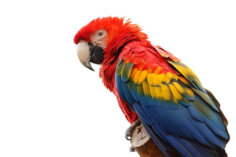 животни, клюн, птици, цветни, пера, ара, папагал, червено, бяло, дивата природа, HD тапет HD wallpaper