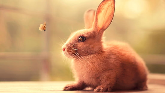 kelinci, buterfly, hewan, kelinci, Wallpaper HD HD wallpaper