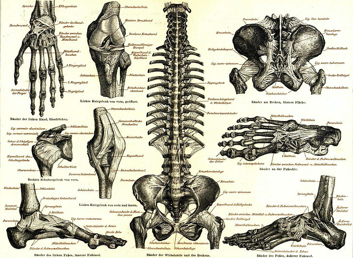 anatomia, Tapety HD