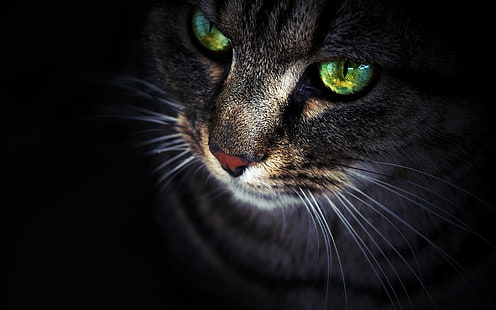 وجه القط عيون وخلفية سوداء ، قطة رمادية ، حيوانات ، قطة ، حيوان ، عيون ، داكنة ، خلفية، خلفية HD HD wallpaper