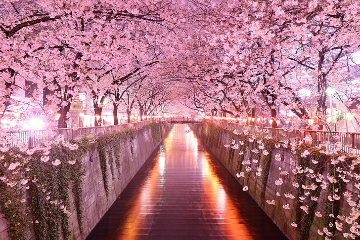 الوردي الأشجار المزهرة اليابان الهندسة المعمارية إزهار الكرز، خلفية HD